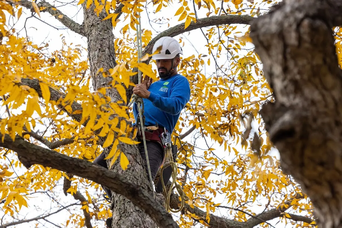 Skilled Tree Planting crew working in Midway Park